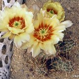 Echinocereus papillosus ©JLcoll.1225.jpg